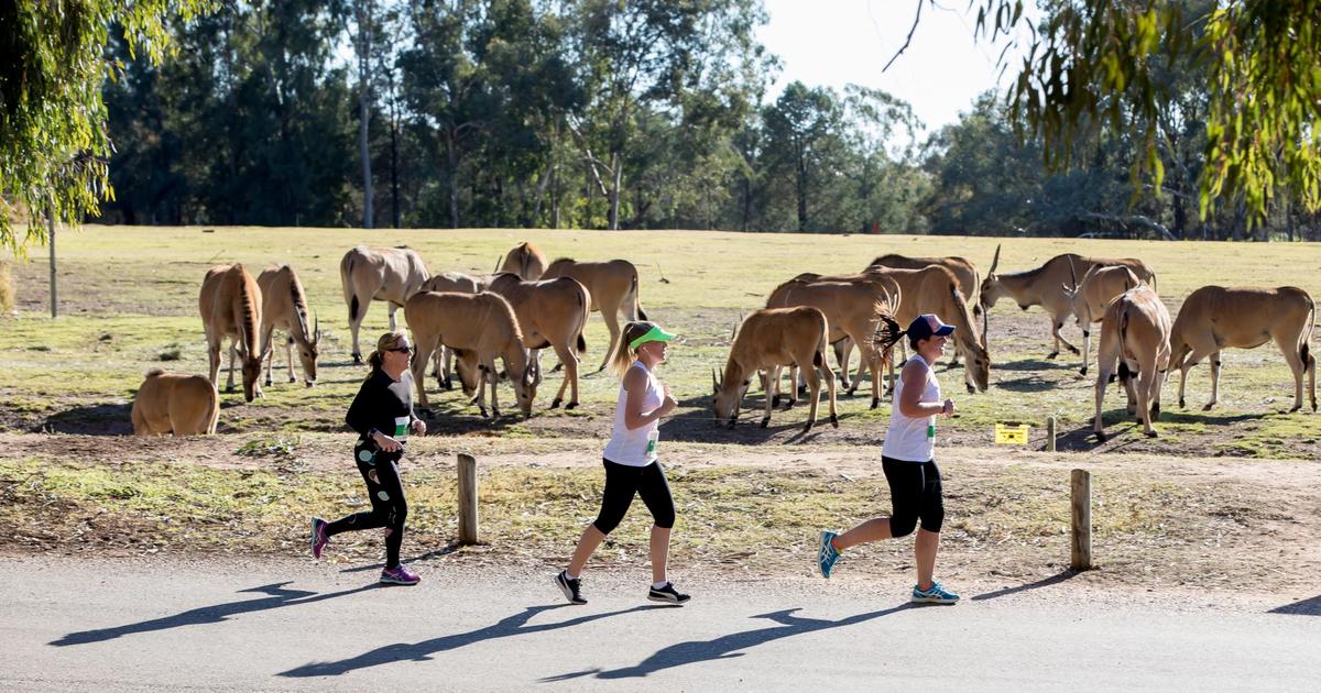 Dubbo Stampede Running Festival Taronga Conservation Society Australia